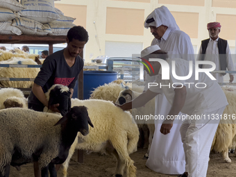 A customer is inspecting sheep at a livestock market ahead of the Muslim festival of Eid al-Adha in Doha, Qatar, on June 15, 2024. Muslims i...