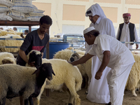 A customer is inspecting sheep at a livestock market ahead of the Muslim festival of Eid al-Adha in Doha, Qatar, on June 15, 2024. Muslims i...