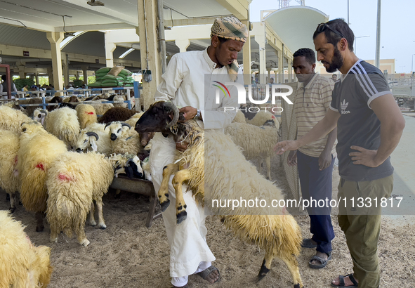 A sheep seller is showing the quality of his sheep to customers at a livestock market ahead of the Muslim festival of Eid al-Adha in Doha, Q...