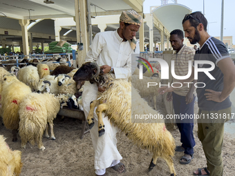 A sheep seller is showing the quality of his sheep to customers at a livestock market ahead of the Muslim festival of Eid al-Adha in Doha, Q...