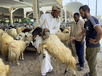 A sheep seller is showing the quality of his sheep to customers at a livestock market ahead of the Muslim festival of Eid al-Adha in Doha, Q...