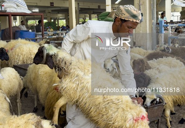 A sheep seller is showing the quality of his sheep to customers at a livestock market ahead of the Muslim festival of Eid al-Adha in Doha, Q...