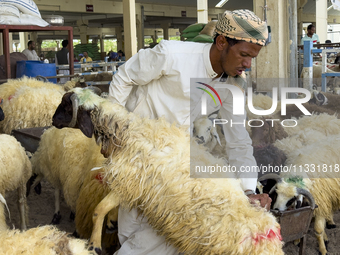 A sheep seller is showing the quality of his sheep to customers at a livestock market ahead of the Muslim festival of Eid al-Adha in Doha, Q...