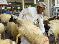 A sheep seller is showing the quality of his sheep to customers at a livestock market ahead of the Muslim festival of Eid al-Adha in Doha, Q...