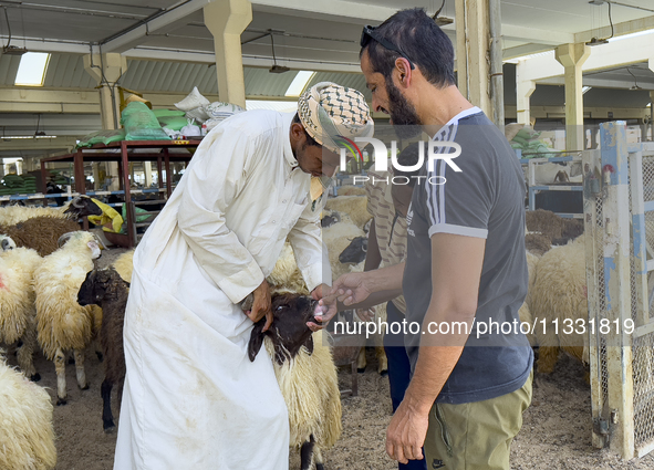 A customer is inspecting sheep at a livestock market ahead of the Muslim festival of Eid al-Adha in Doha, Qatar, on June 15, 2024. Muslims i...