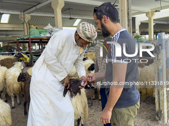 A customer is inspecting sheep at a livestock market ahead of the Muslim festival of Eid al-Adha in Doha, Qatar, on June 15, 2024. Muslims i...