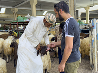 A customer is inspecting sheep at a livestock market ahead of the Muslim festival of Eid al-Adha in Doha, Qatar, on June 15, 2024. Muslims i...