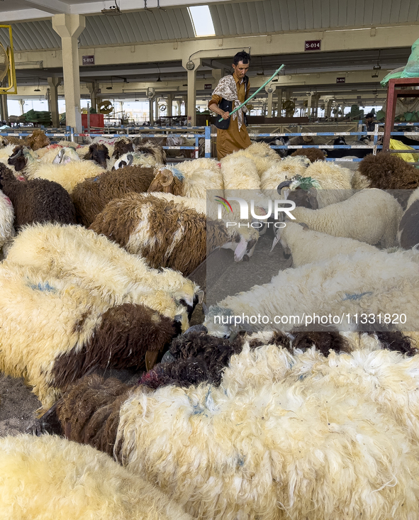 Sheep vendors are awaiting customers ahead of the Muslim festival of Eid al-Adha in Doha, Qatar, on June 15, 2024. Muslims in Qatar are cele...