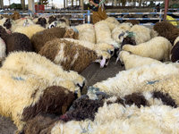 Sheep vendors are awaiting customers ahead of the Muslim festival of Eid al-Adha in Doha, Qatar, on June 15, 2024. Muslims in Qatar are cele...