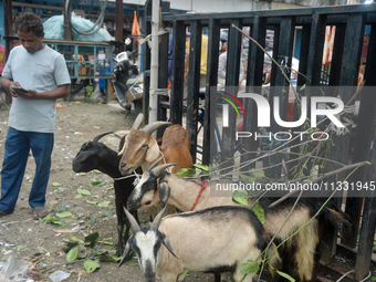 Livestock vendors are waiting for customers as they are selling their goats at a roadside market near the Jama Masjid in Siliguri, India, on...