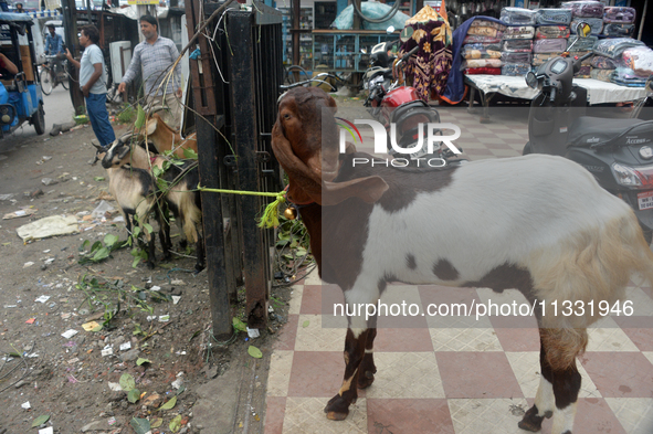 Sultan, a goat worth Rs 1,30,000, is being tied up as livestock vendors are waiting for customers while selling their goats at a roadside ma...