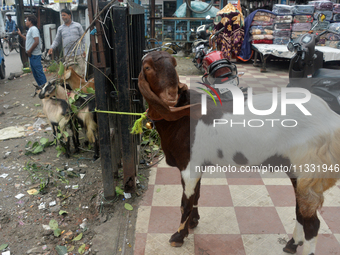 Sultan, a goat worth Rs 1,30,000, is being tied up as livestock vendors are waiting for customers while selling their goats at a roadside ma...