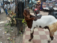 Sultan, a goat worth Rs 1,30,000, is being tied up as livestock vendors are waiting for customers while selling their goats at a roadside ma...