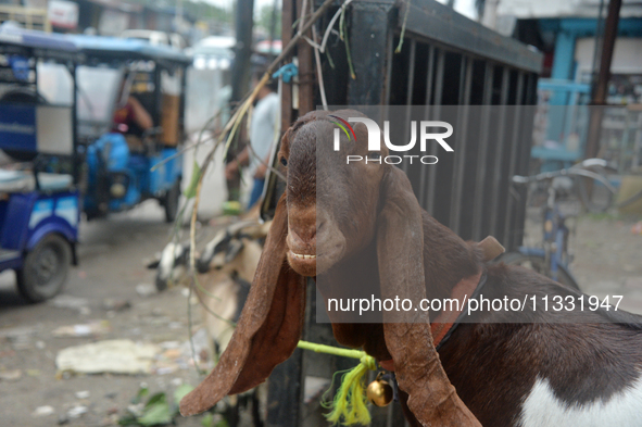 Sultan, a goat worth Rs 1,30,000, is being tied up as livestock vendors are waiting for customers while selling their goats at a roadside ma...