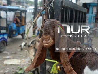 Sultan, a goat worth Rs 1,30,000, is being tied up as livestock vendors are waiting for customers while selling their goats at a roadside ma...