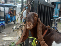 Sultan, a goat worth Rs 1,30,000, is being tied up as livestock vendors are waiting for customers while selling their goats at a roadside ma...