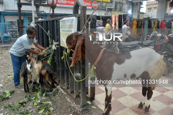 Sultan, a goat worth Rs 1,30,000, is being tied up as livestock vendors are waiting for customers while selling their goats at a roadside ma...