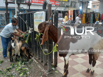 Sultan, a goat worth Rs 1,30,000, is being tied up as livestock vendors are waiting for customers while selling their goats at a roadside ma...