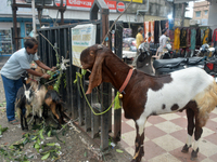 Sultan, a goat worth Rs 1,30,000, is being tied up as livestock vendors are waiting for customers while selling their goats at a roadside ma...