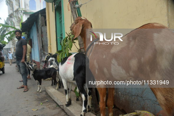 Livestock vendors are waiting for customers as they are selling their goats at a roadside market near the Jama Masjid in Siliguri, India, on...