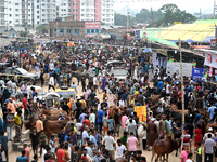 A view of a makeshift cattle market where traders wait for customers to sell sacrificial animals ahead of the Muslim festival Eid al-Adha in...