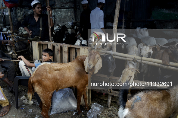 Goats are being seen in a livestock market on the eve of the Muslim festival of Eid-al-Adha in Mumbai, India, on June 15, 2024. Muslims worl...