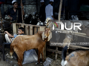 Goats are being seen in a livestock market on the eve of the Muslim festival of Eid-al-Adha in Mumbai, India, on June 15, 2024. Muslims worl...