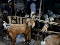 Goats are being seen in a livestock market on the eve of the Muslim festival of Eid-al-Adha in Mumbai, India, on June 15, 2024. Muslims worl...