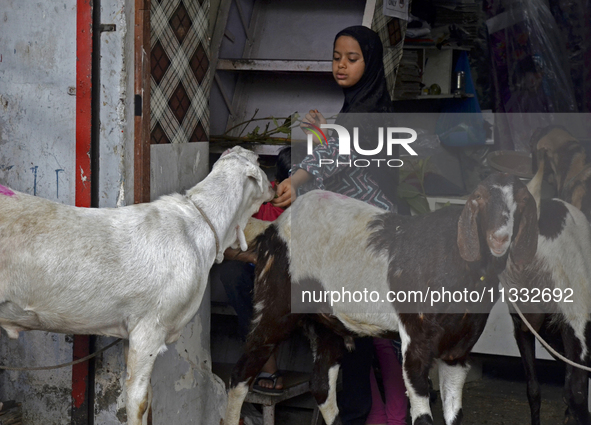 A Muslim girl is feeding a goat in a livestock market on the eve of the Muslim festival of Eid-al-Adha in Mumbai, India, on June 15, 2024. M...