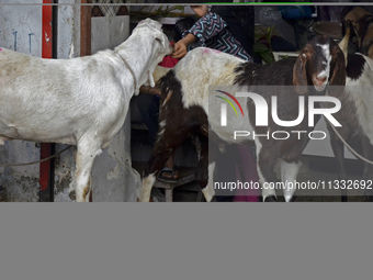 A Muslim girl is feeding a goat in a livestock market on the eve of the Muslim festival of Eid-al-Adha in Mumbai, India, on June 15, 2024. M...