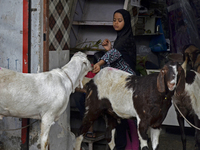 A Muslim girl is feeding a goat in a livestock market on the eve of the Muslim festival of Eid-al-Adha in Mumbai, India, on June 15, 2024. M...