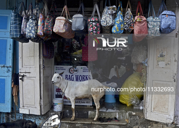 A goat is being seen in front of a bag shop near a livestock market on the eve of the Muslim festival of Eid-al-Adha in Mumbai, India, on Ju...