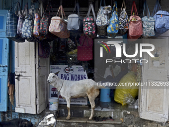 A goat is being seen in front of a bag shop near a livestock market on the eve of the Muslim festival of Eid-al-Adha in Mumbai, India, on Ju...