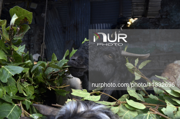 A goat is eating the leaf of a plant in a livestock market on the eve of the Muslim festival of Eid-al-Adha in Mumbai, India, on June 15, 20...