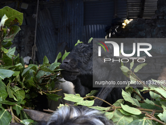 A goat is eating the leaf of a plant in a livestock market on the eve of the Muslim festival of Eid-al-Adha in Mumbai, India, on June 15, 20...