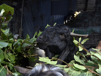 A goat is eating the leaf of a plant in a livestock market on the eve of the Muslim festival of Eid-al-Adha in Mumbai, India, on June 15, 20...