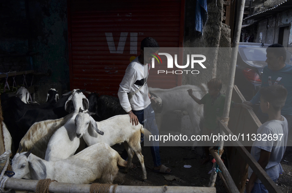 Goats are being seen in a livestock market on the eve of the Muslim festival of Eid-al-Adha in Mumbai, India, on June 15, 2024. Muslims worl...