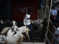 Goats are being seen in a livestock market on the eve of the Muslim festival of Eid-al-Adha in Mumbai, India, on June 15, 2024. Muslims worl...