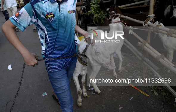 A boy is holding a chain of a goat in a livestock market on the eve of the Muslim festival of Eid-al-Adha in Mumbai, India, on June 15, 2024...