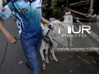 A boy is holding a chain of a goat in a livestock market on the eve of the Muslim festival of Eid-al-Adha in Mumbai, India, on June 15, 2024...