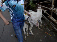 A boy is holding a chain of a goat in a livestock market on the eve of the Muslim festival of Eid-al-Adha in Mumbai, India, on June 15, 2024...