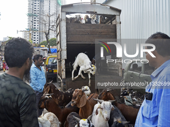 Goats are being taken out from a mini truck in a livestock market on the eve of the Muslim festival of Eid-al-Adha in Mumbai, India, on June...