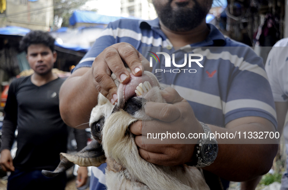 A man is checking the teeth of a goat to determine its age at a livestock market ahead of the Muslim festival of Eid al-Adha in Mumbai, Indi...