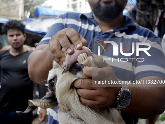 A man is checking the teeth of a goat to determine its age at a livestock market ahead of the Muslim festival of Eid al-Adha in Mumbai, Indi...