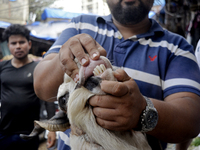 A man is checking the teeth of a goat to determine its age at a livestock market ahead of the Muslim festival of Eid al-Adha in Mumbai, Indi...