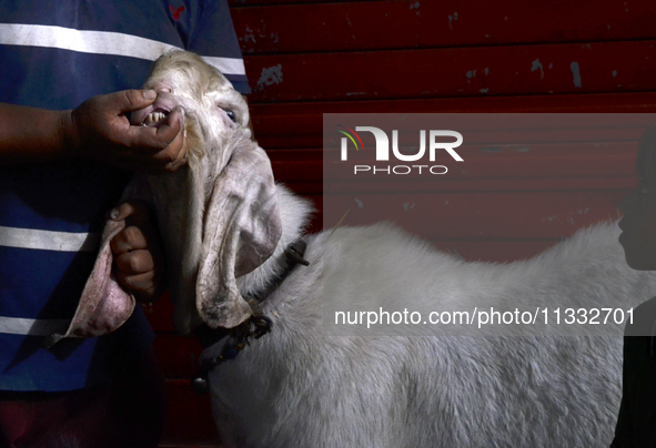 A man is checking the teeth of a goat to determine its age at a livestock market ahead of the Muslim festival of Eid al-Adha in Mumbai, Indi...