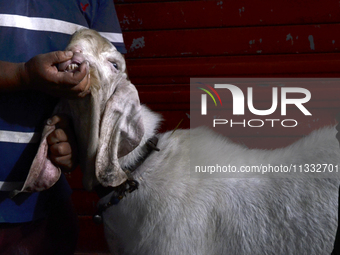 A man is checking the teeth of a goat to determine its age at a livestock market ahead of the Muslim festival of Eid al-Adha in Mumbai, Indi...