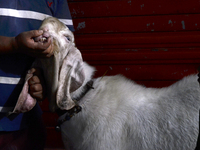 A man is checking the teeth of a goat to determine its age at a livestock market ahead of the Muslim festival of Eid al-Adha in Mumbai, Indi...