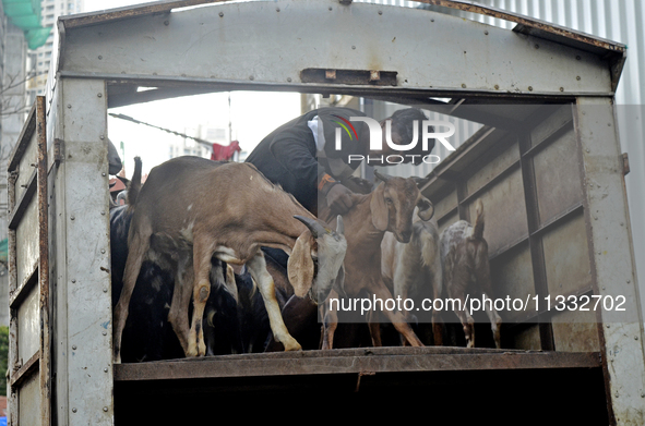 Goats are being taken out from a mini truck in a livestock market on the eve of the Muslim festival of Eid-al-Adha in Mumbai, India, on June...