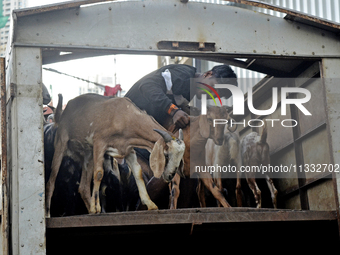 Goats are being taken out from a mini truck in a livestock market on the eve of the Muslim festival of Eid-al-Adha in Mumbai, India, on June...